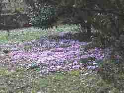 Cliquer pour agrandir l'image (800x600 :  60 KB pixels); 26.02.2004 09:54