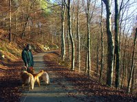 Click to see big picture (1600x1200 pixels; 5625 KB)