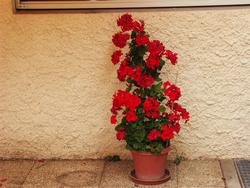 Cliquer pour agrandir l'image (1600x1200 pixels; 5625 KB)