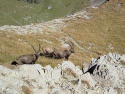 Cliquer pour agrandir l'image (800x600 pixels; 141 KB)