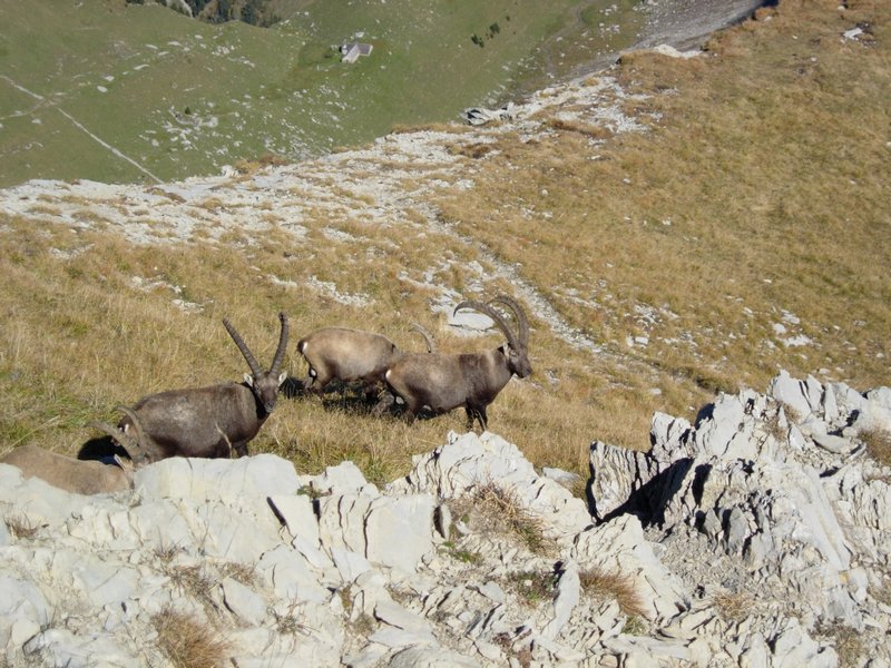 Clic ici pour voir l'image suivante