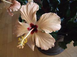 Cliquer pour agrandir l'image (2048x1536 pixels; 9216 KB)