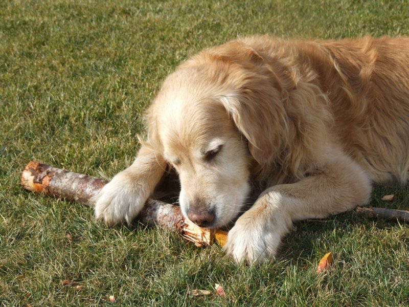 Cliquer pour voir l'image suivante