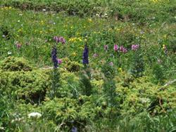 Cliquer pour agrandir l'image (1024x768 pixels; 243 KB)