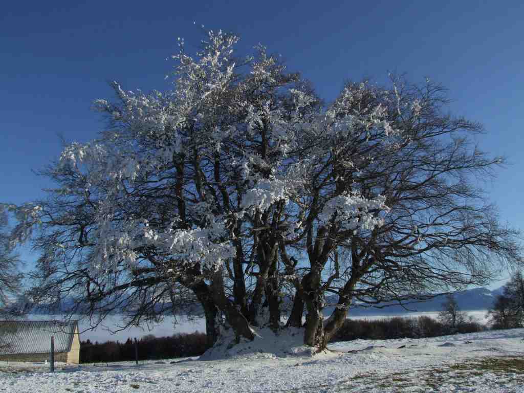 Cliquer pour voir l'image suivante