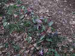 Cliquer pour agrandir l'image (2592x1944 pixels; 14762 KB)