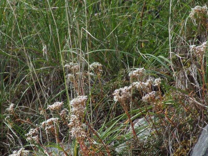 Cliquer pour voir l'image suivante