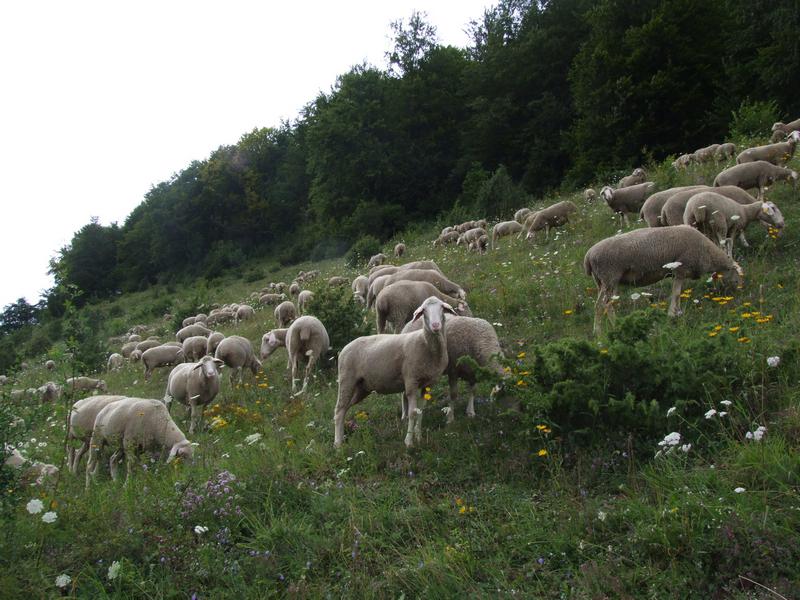 Cliquer pour voir l'image suivante