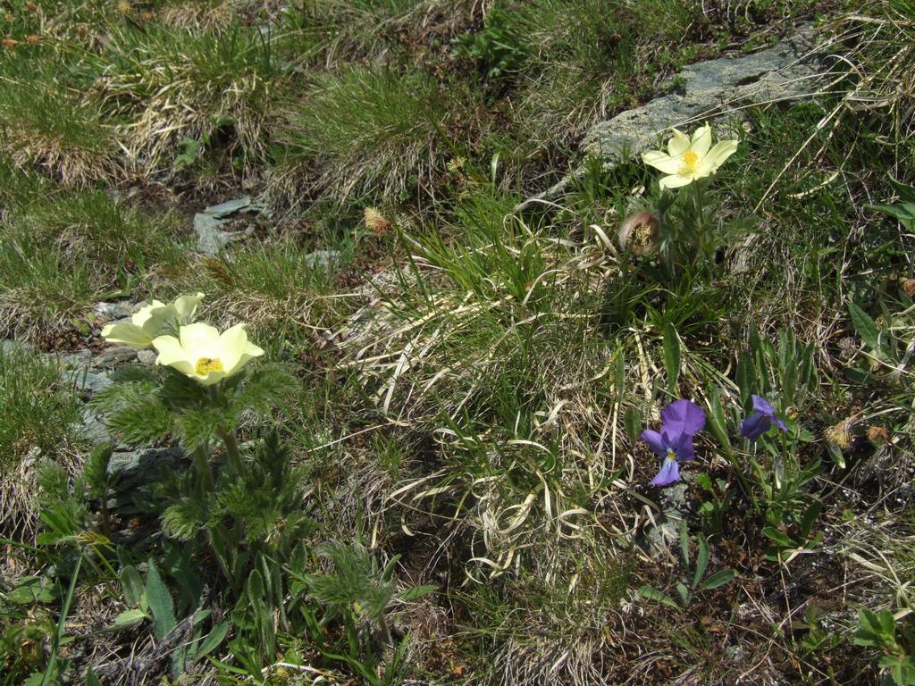 Clic pour voir l'image suivante