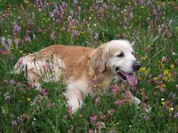 Clic pour agrandir l'îmage (1024x768 pixels; 200 KB)