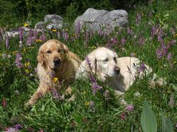 Cliquer pour agrandir l'image (1024x768 pixels; 232 KB)