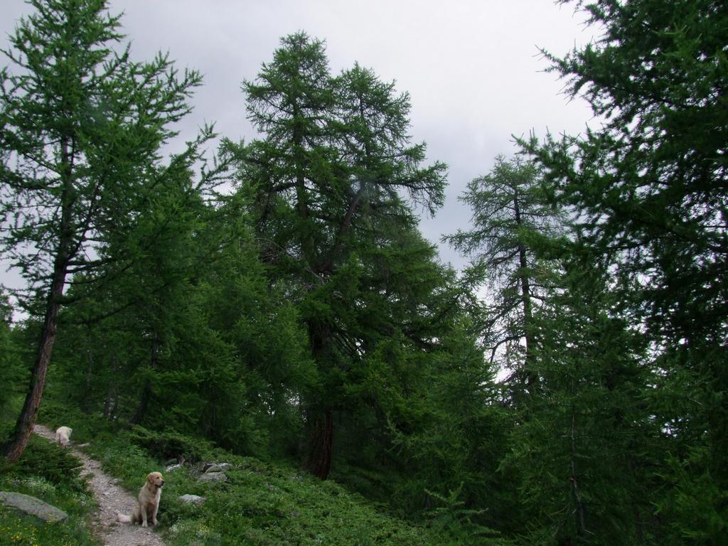 Pour l'image suivante