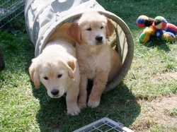 Pour agrandir l'image (1024x768 pixels; 149 KB)