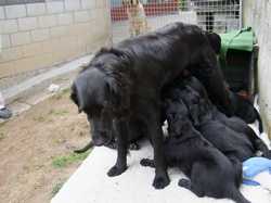 Pour agrandir l'image (1024x768 pixels; 135 KB)