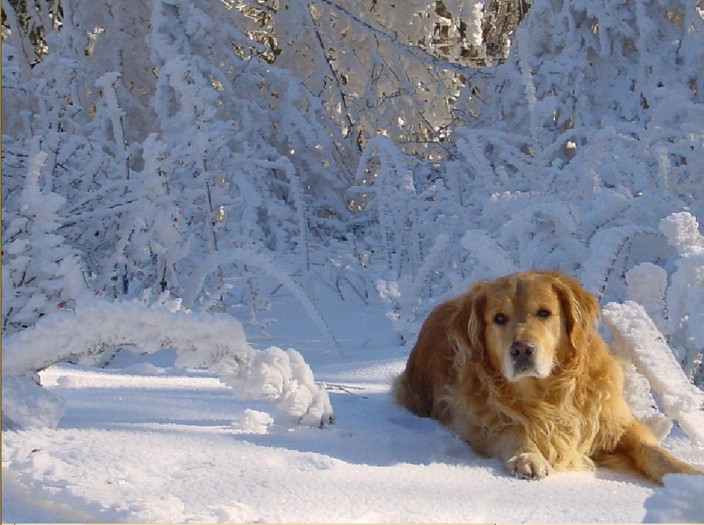 Pour l'image suivante