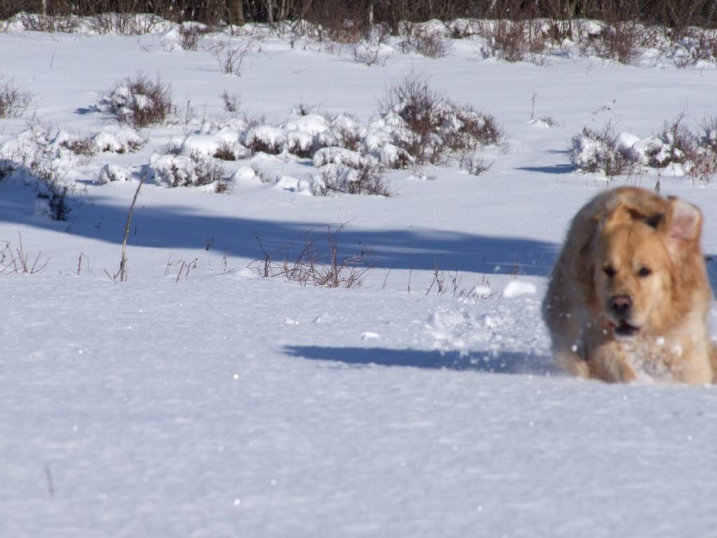 Pour l'image suivante