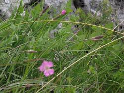 Clic pour agrandir l'image (1024x768 pixels; 209 KB)