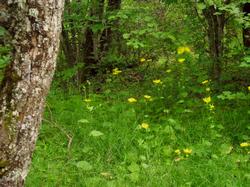 Clic pour agrandir l'image (1024x768 pixels; 177 KB)