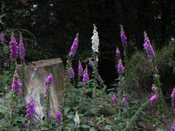 Clic pour agrandir l'image (1024x768 pixels; 162 KB)