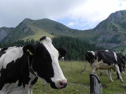 Clic pour agrandir l'image (1024x768 pixels; 94 KB)