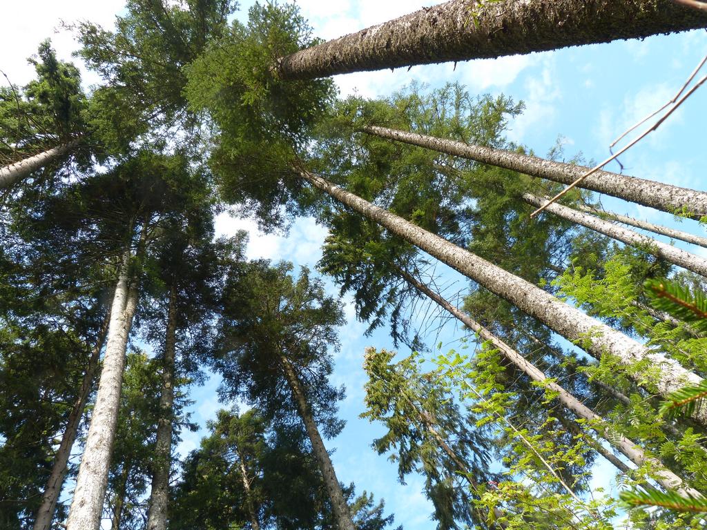 Clic pour l'image suivante