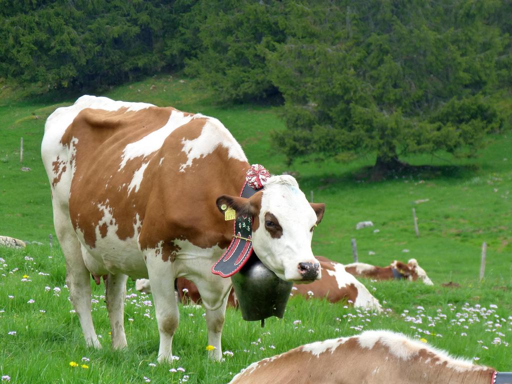 Clic pour l'image suivante