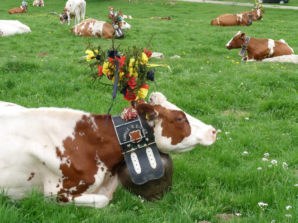 Clic pour l'image suivante