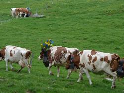 Clic pour agrandir l'image (1024x768 pixels; 138 KB)