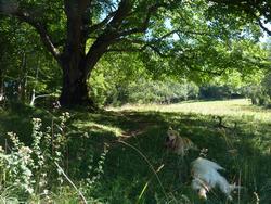 Clic pour agrandir l'image (1024x768 pixels; 243 KB)