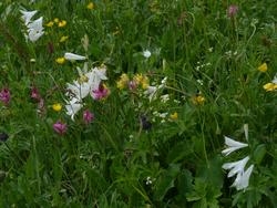 Clic pour agrandir l'image (1024x768 pixels; 157 KB)