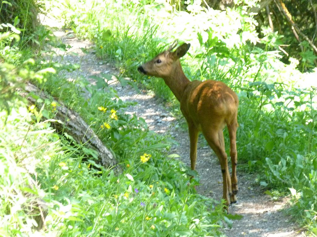 Clic pour l'image suivante