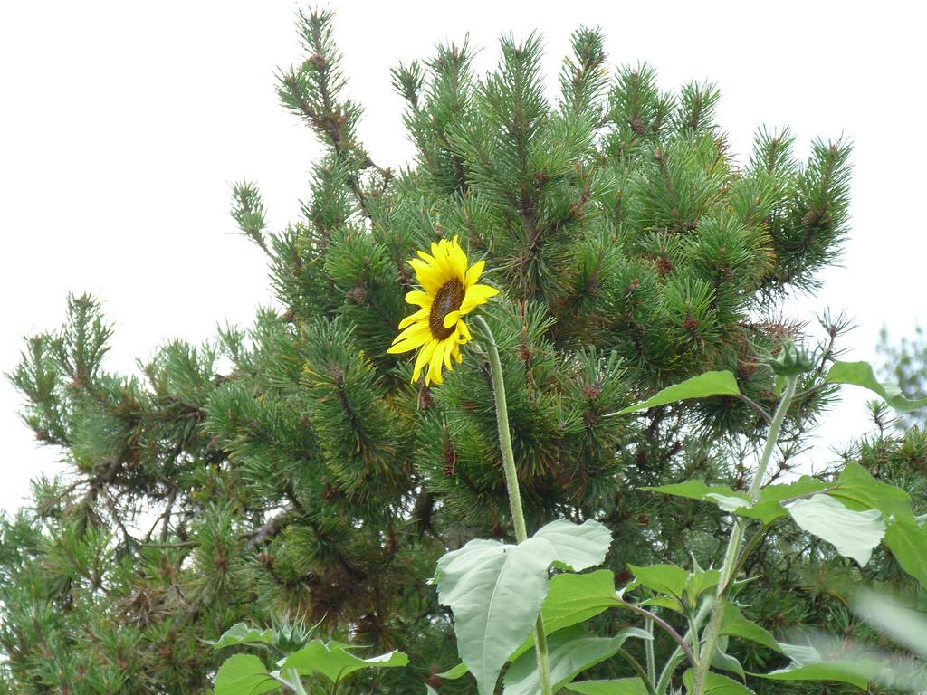 Clic pour l'image suivante