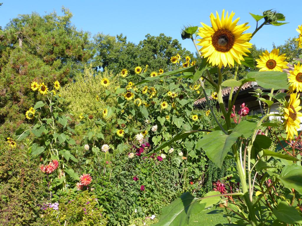 Clic pour l'image suivante
