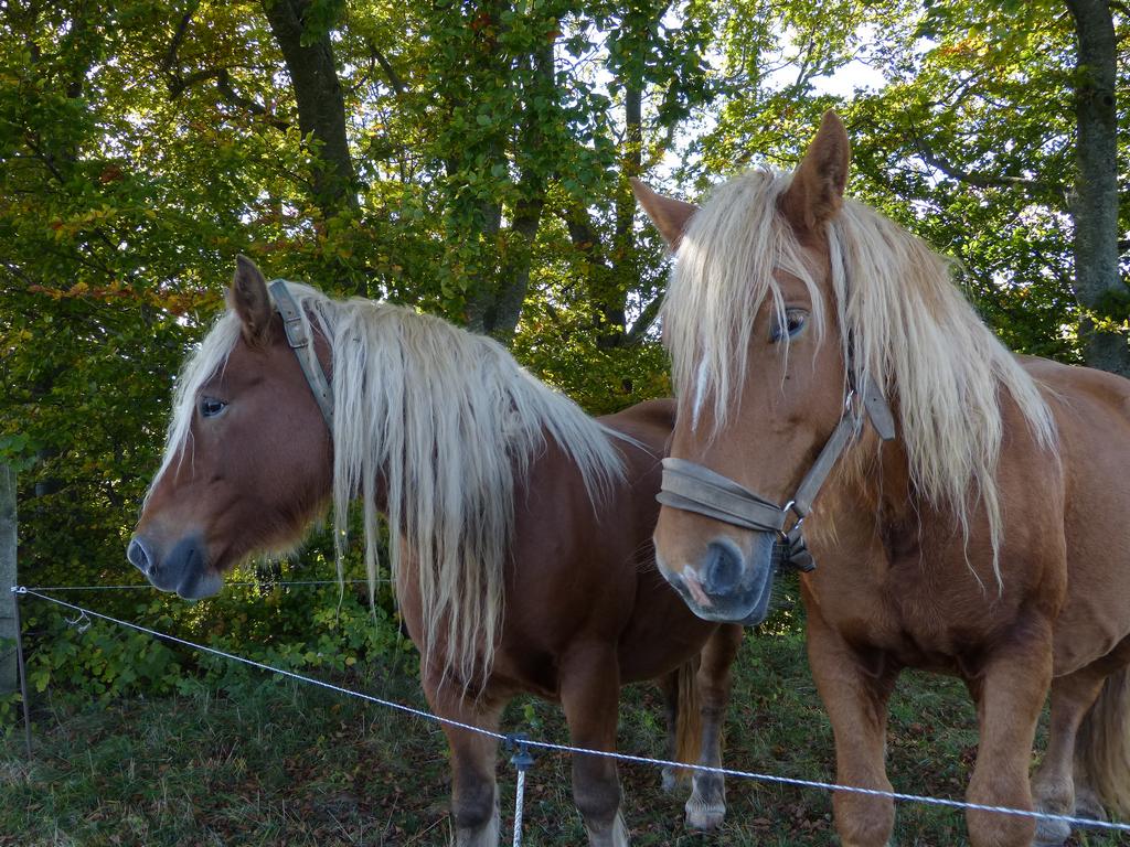 Clic pour l'image suivante