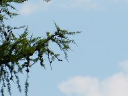 Clic pour agrandir l'image (1024x768 pixels; 91 KB)