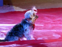 Clic pour agrandir l'image (1024x768 pixels; 91 KB)