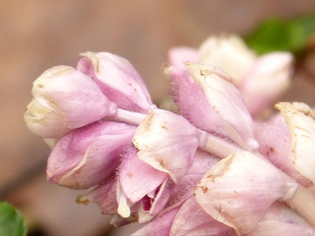 {Clic pour voir plus grand}