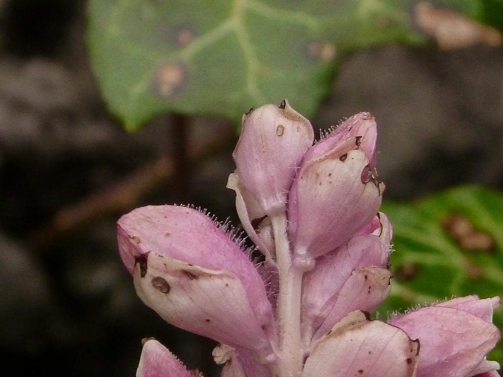 {Clic pour voir plus grand}