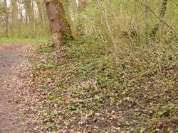 Click to see big picture (1024x768 pixels; 289 KB)