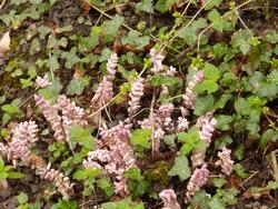 Click to see big picture (1024x768 pixels; 210 KB)