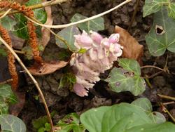 Click to see big picture (1024x768 pixels; 123 KB)