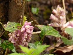 Click to see big picture (1024x768 pixels; 89 KB)