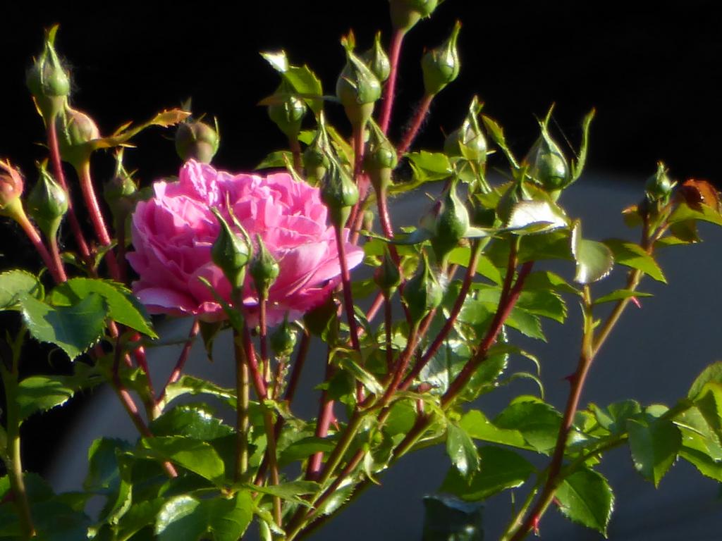 {Clic pour voir plus grand}