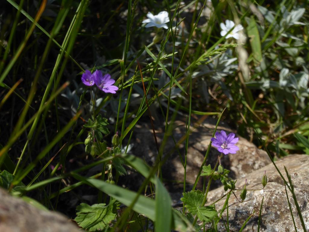 {Clic pour voir plus grand}