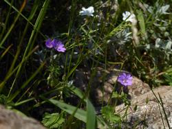 Click to see big picture (1024x768 pixels; 113 KB)