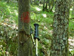 Click to see big picture (1024x768 pixels; 149 KB)