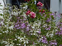 Click to see big picture (1024x768 pixels; 163 KB)