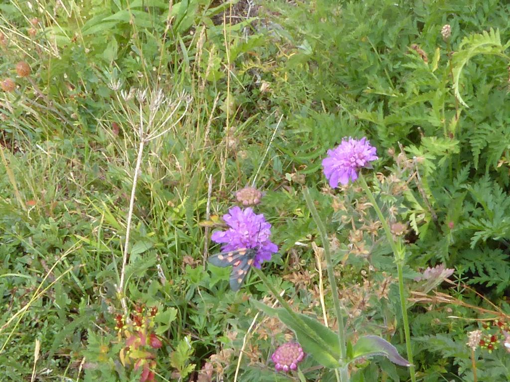 {Clic pour voir plus grand}