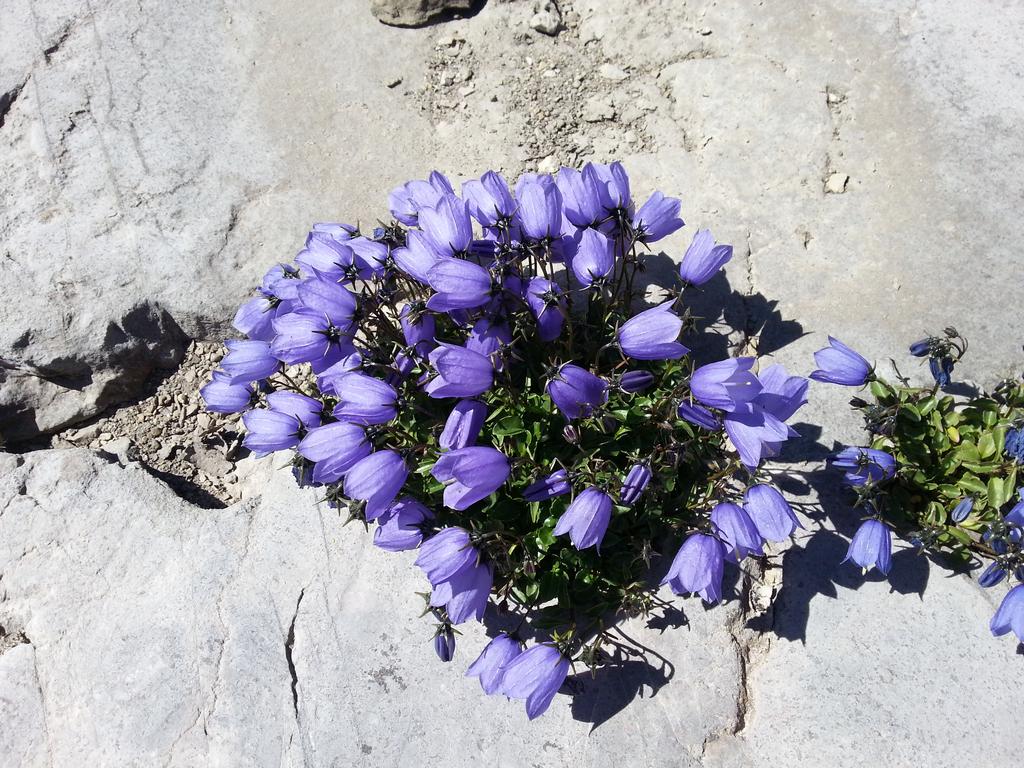 {Clic pour voir plus grand}