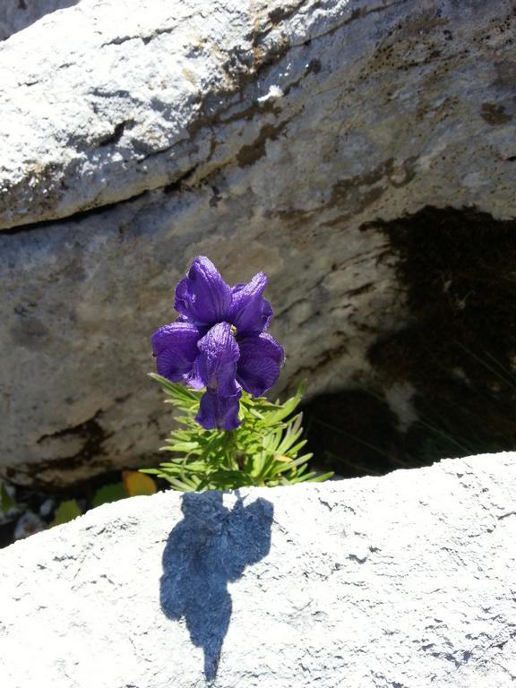 {Clic pour voir plus grand}